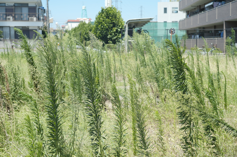 写真1